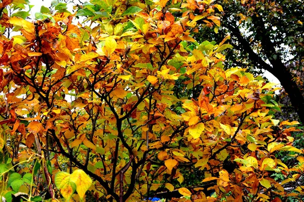 花园中的秋天风景 秋天的颜色和干燥的叶子的疯狂 — 图库照片