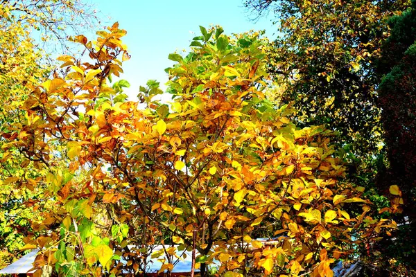 Herbstlandschaft Garten Farbenrausch Herbst Und Trockene Blätter — Stockfoto