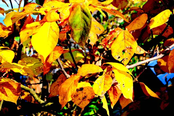 Herfst Landschap Tuin Waanzin Van Kleuren Val Seizoen Droge Bladeren — Stockfoto