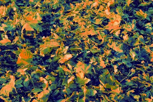 Autumn Landscape Garden Madness Colours Fall Season Dry Leaves — Stock Photo, Image