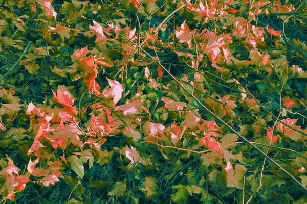 Herbstlandschaft Garten Farbenrausch Herbst Und Trockene Blätter — Stockfoto