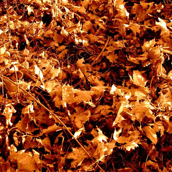 Herbstlandschaft Garten Farbenrausch Herbst Und Trockene Blätter — Stockfoto