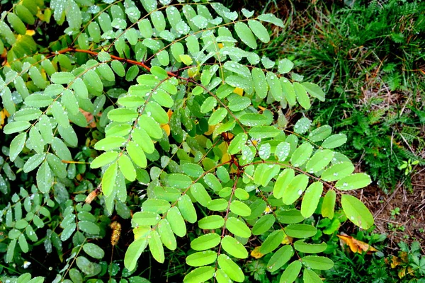 Herfst Kleuren Saint Ana Rohia Klooster Typisch Landelijke Omgeving Bossen — Stockfoto