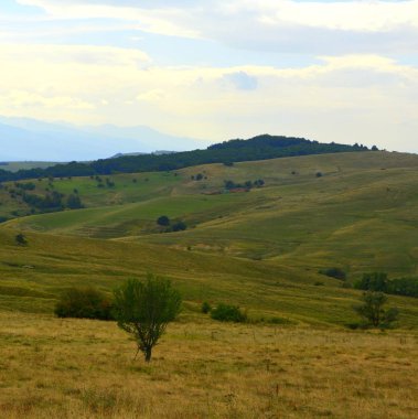 Romanya 'nın Transilvanya ovalarındaki tipik kırsal alan. Yazın ortasında, güneşli bir günde yeşil bir manzara.