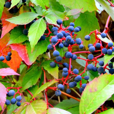 Sonbahar renk, tırmanma bitkiler, liana, Ivy. Transilvanya, Romanya ovalarında tipik kırsal manzara. 