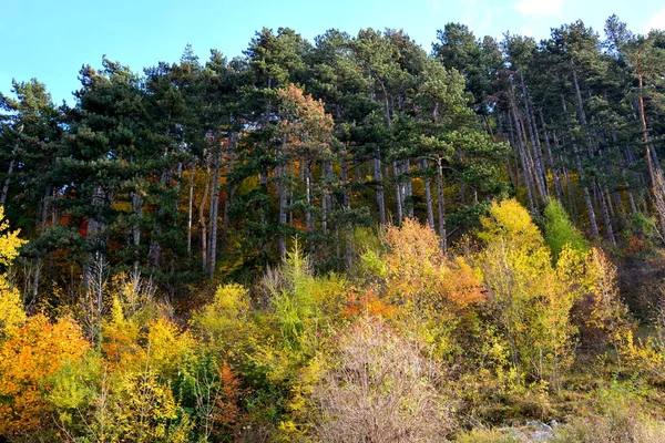 Paisaje Típico Los Bosques Transilvania Rumania Color Otoño Día Soleado —  Fotos de Stock