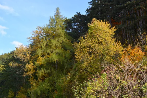 Paisagem Típica Nas Florestas Transilvânia Roménia Cor Outono Dia Ensolarado — Fotografia de Stock