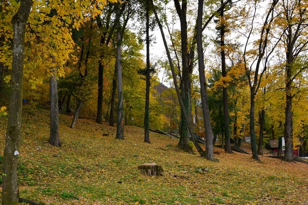 Paysage Typique Dans Les Forêts Transylvanie Roumanie Couleur Automne Dans — Photo