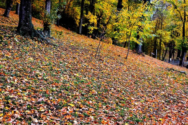 Paysage Typique Dans Les Forêts Transylvanie Roumanie Couleur Automne Dans — Photo