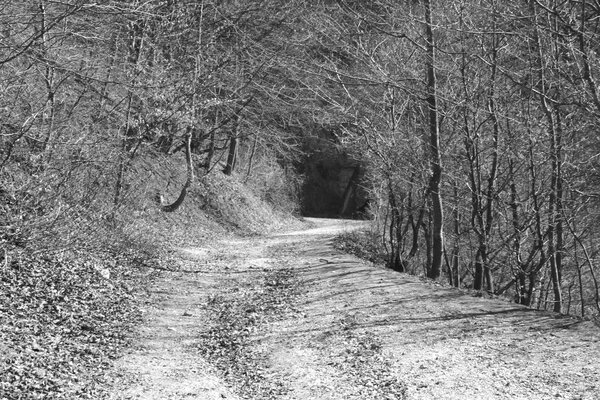  Landscape in Poiana Brasov. Road to the winter and touristic station Poiana Brasov, 12 km from Brasov, a town situated in Transylvania, Romania, in the center of the country