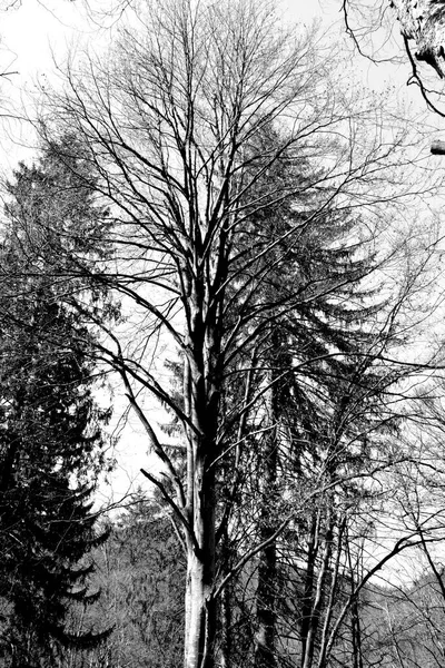 Landschaft Poiana Brasov Straße Zur Winter Und Touristenstation Poiana Brasov — Stockfoto