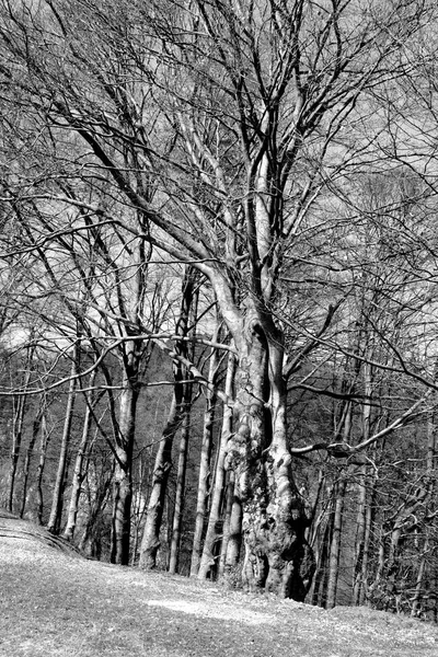 Paesaggio Poiana Brasov Strada Inverno Stazione Turistica Poiana Brasov Brasov — Foto Stock