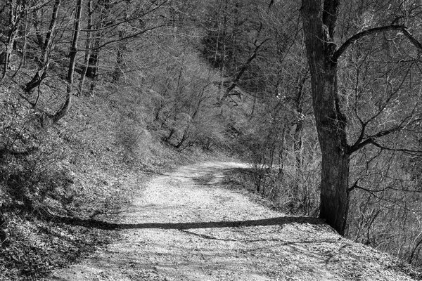  Landscape in Poiana Brasov. Road to the winter and touristic station Poiana Brasov, 12 km from Brasov, a town situated in Transylvania, Romania, in the center of the country