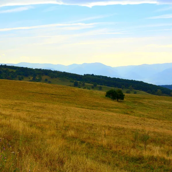 Typowy Krajobraz Wiejski Równinach Siedmiogrodu Rumunia Zielony Krajobraz Środku Lata — Zdjęcie stockowe