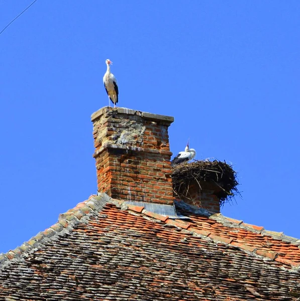 Eine Storchenfamilie Nest Einem Hochsommerlichen Sonnigen Tag Ländliche Landschaft Einem — Stockfoto