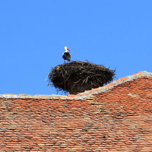 Eine Storchenfamilie Nest Einem Hochsommerlichen Sonnigen Tag Ländliche Landschaft Einem — Stockfoto