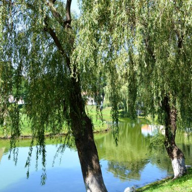 Romanya 'nın Transilvanya ovalarındaki tipik kırsal alan. Yazın ortasında, güneşli bir günde yeşil bir manzara.