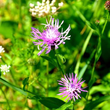 Romanya 'nın Transilvanya ovalarındaki tipik kırsal alan. Yazın ortasında, güneşli bir günde yeşil bir manzara.
