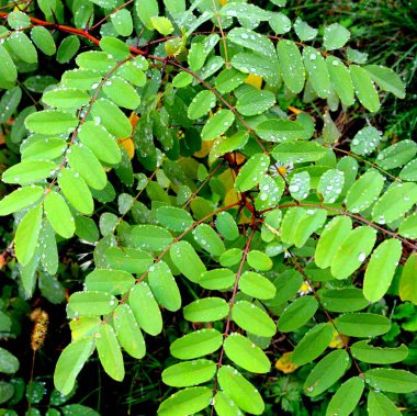 Sonbahar renk içinde Saint Ana-Rohia Manastırı. Transilvanya, Romanya'nın ormanlarda tipik kırsal manzara