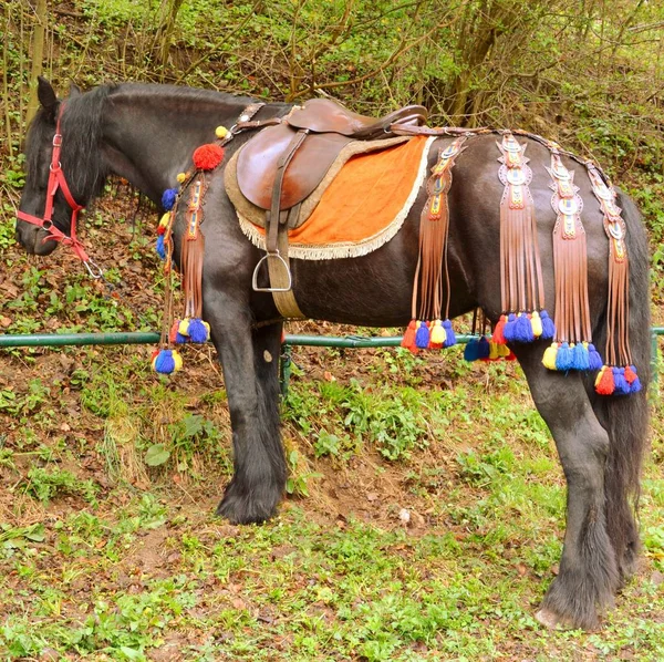 Horse Resting Call Juni Parade Millennial Christian Romanian Tradition Brasov — Stock Photo, Image