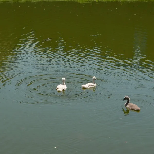 Parktaki Gölde Kuğular — Stok fotoğraf