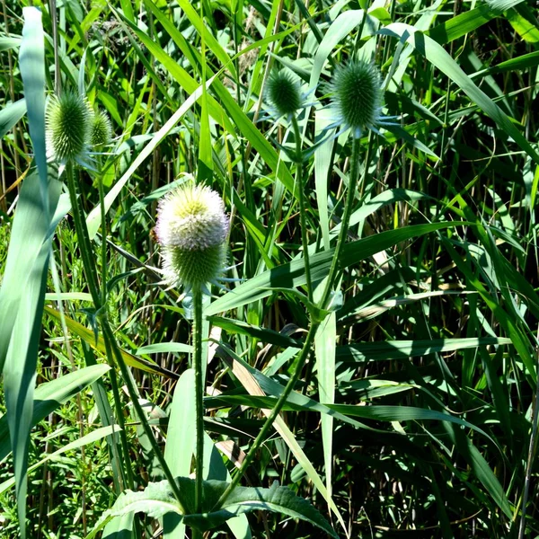 Paisaje Rural Típico Las Llanuras Transilvania Rumania Paisaje Verde Pleno —  Fotos de Stock