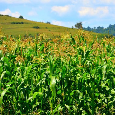 Düz ile tahıl ve Mısır hasat zamanında yaz günlerinde. Transilvanya, Romanya ovalarında tipik kırsal manzara. Yaz ortasında güneşli bir gün içinde yeşil manzara