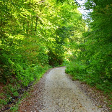 Yol kış ve turistik istasyonuna Poiana Brasov, 12 km uzaklıkta Brasov, Transilvanya, Romanya, ülkenin merkezinde bulunan bir ilçedir. Ormandaki nehir.