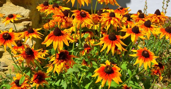 Bei Fiori Nel Giardino Piena Estate Una Giornata Sole Nelle — Foto Stock