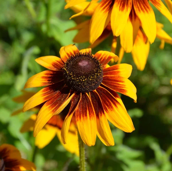 Bei Fiori Giardino Piena Estate Una Giornata Sole Panorama Verde — Foto Stock