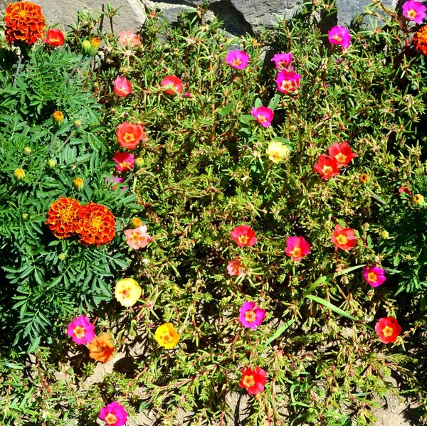 Bonitas Flores Jardín Pleno Verano Día Soleado Paisaje Verde — Foto de Stock