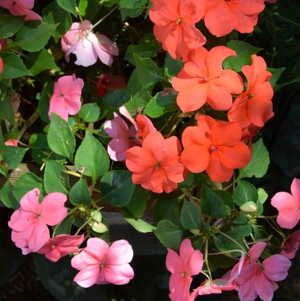 Bonitas Flores Jardín Pleno Verano Día Soleado Paisaje Verde —  Fotos de Stock