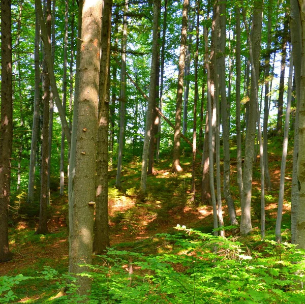 Δρόμος Για Χειμώνα Και Τουριστική Σταθμό Poiana Brasov Χλμ Από — Φωτογραφία Αρχείου