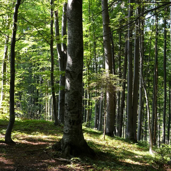 Yol Kış Turistik Istasyonuna Poiana Brasov Uzaklıkta Brasov Transilvanya Romanya — Stok fotoğraf