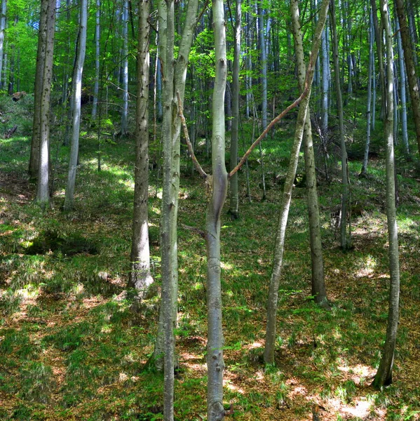 Cesta Zimě Turistické Stanice Poiana Brasov Brašova Město Ležící Rumunsku — Stock fotografie