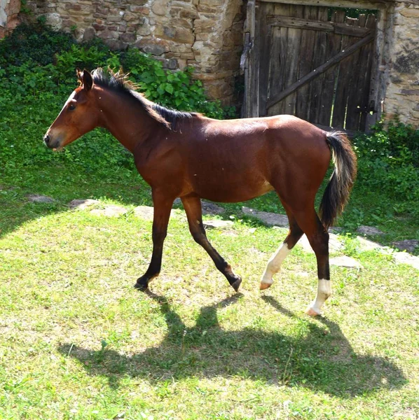 Caballo Las Llanuras Transilvania Rumania Paisaje Verde Pleno Verano Día —  Fotos de Stock