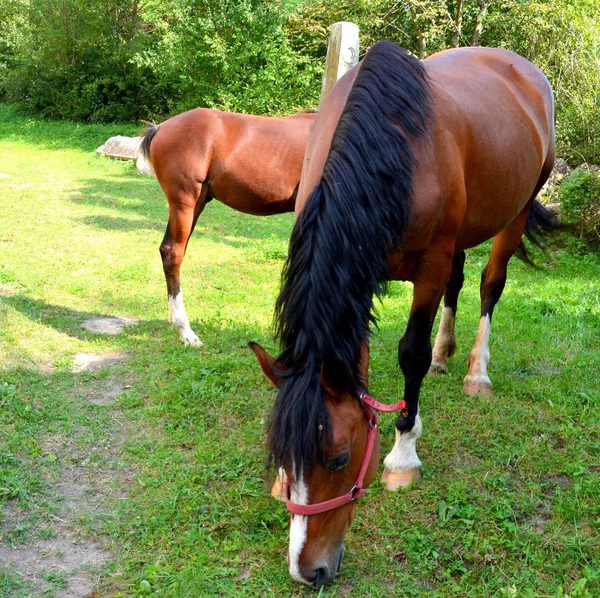 Kuda Dataran Transylvania Rumania Pemandangan Hijau Pertengahan Musim Panas Hari — Stok Foto