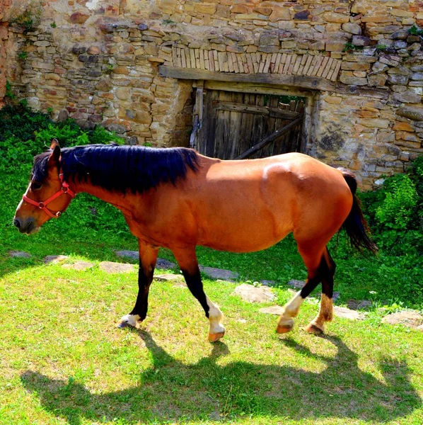 Horse Plains Transylvania Romania Green Landscape Midsummer Sunny Day — Stock Photo, Image