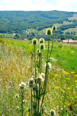 Romanya 'nın Transilvanya ovalarındaki tipik kırsal alan. Yazın ortasında, güneşli bir günde yeşil bir manzara.