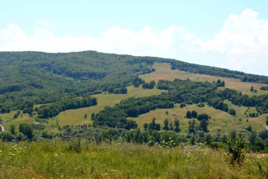Romanya 'nın Transilvanya ovalarındaki tipik kırsal alan. Yazın ortasında, güneşli bir günde yeşil bir manzara.