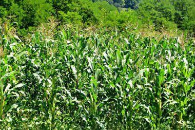 Düz ile tahıl ve Mısır hasat zamanında yaz günlerinde. Transilvanya, Romanya ovalarında tipik kırsal manzara. Yaz ortasında güneşli bir gün içinde yeşil manzara