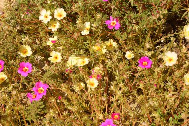 Yaz ortası, güneşli bir günde, Bahçe Plains Transilvanya, Romanya'nın en güzel çiçekler. Yeşil manzara