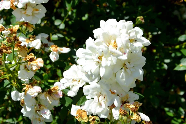 Bonitas Flores Jardín Pleno Verano Día Soleado Las Llanuras Transilvania —  Fotos de Stock