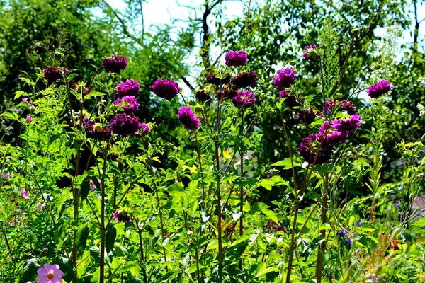 Fina Blommor Trädgården Midsommar Solig Dag Slätterna Transsylvanien Rumänien Grönt — Stockfoto