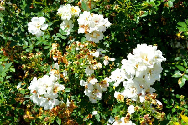 Flores Bonitas Jardim Meados Verão Dia Ensolarado Nas Planícies Transilvânia — Fotografia de Stock