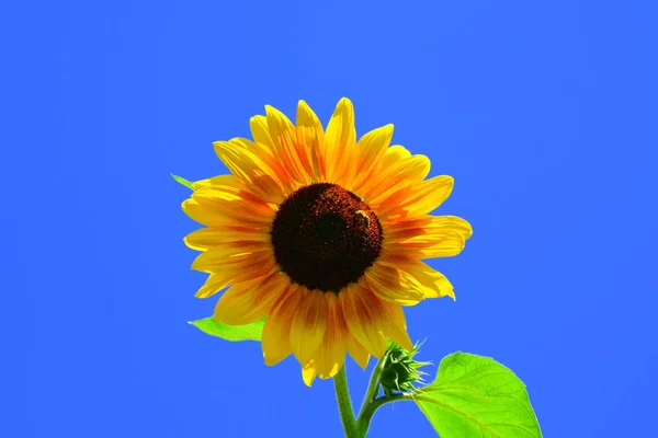 Соняшникова Синє Небо Nice Квіти Саду Середині Літа Сонячний День — стокове фото