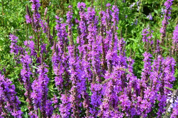 Bonitas Flores Jardín Pleno Verano Día Soleado Las Llanuras Transilvania —  Fotos de Stock