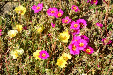 Yaz ortası, güneşli bir günde, Bahçe Plains Transilvanya, Romanya'nın en güzel çiçekler. Yeşil manzara