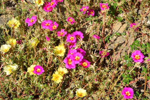 Yaz ortası, güneşli bir günde, Bahçe Plains Transilvanya, Romanya'nın en güzel çiçekler. Yeşil manzara