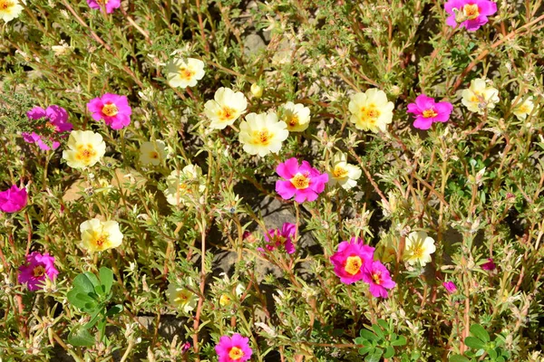 Yaz ortası, güneşli bir gün Bahçe en güzel çiçekler. Yeşil manzara.